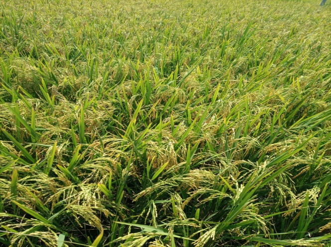 Subikshaa maize variety harvest stage in field