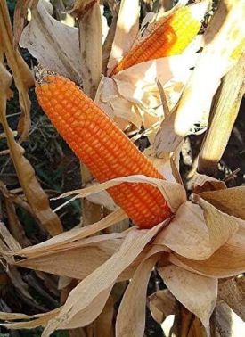 Maize seed varieties by Cropgene