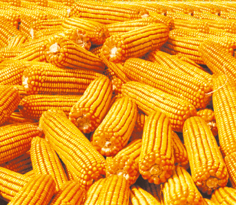 Rice paddy seed varieties by Cropgene